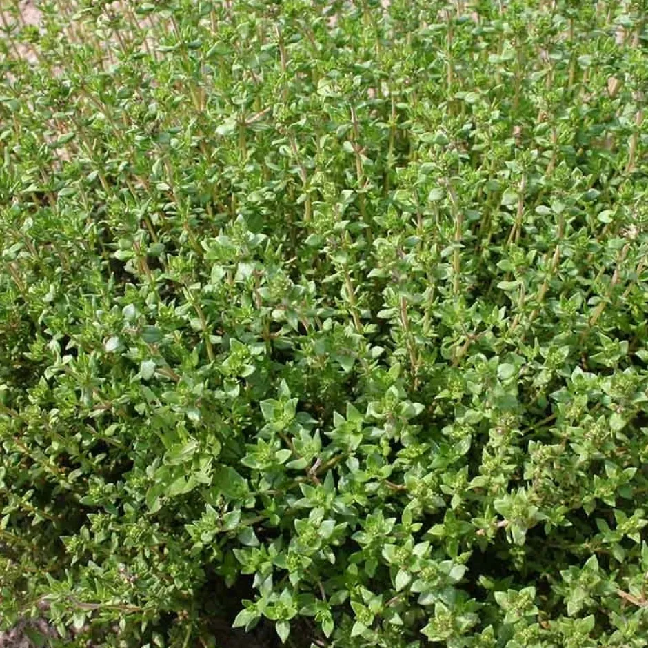 De Bolster Kruiden*Tijm ‘Duitse Winter’ - 0,5g - BIO