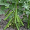 De Bolster Peulvruchten | Groenten*Tuinboon 'Eleonora' - 75g - BIO