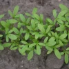 De Bolster Kiemgroenten | Blad- En Stengelgewassen*Tuinkers 'Cressida’ - 15g - BIO