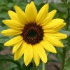 De Bolster Bloemen*Zonnebloem - Middelgroot - 2g - BIO