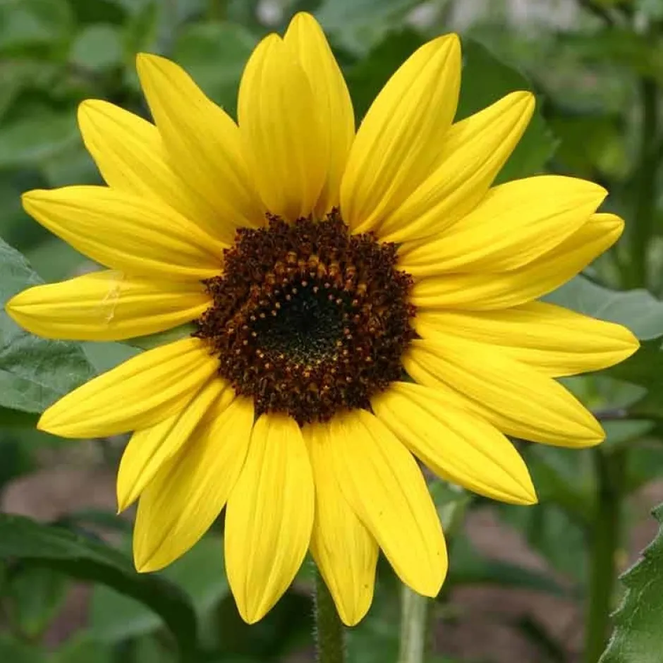 De Bolster Bloemen*Zonnebloem - Middelgroot - 2g - BIO